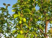 Satılır  torpaq 121 sot, photo 5 from 8