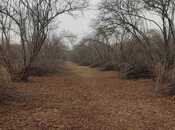 Elan №5851935 - Zaqatala, Zaqatala, 44 sot