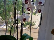 Продаётся 6-комн. дом/дача 160 м², м. Автовокзал, photo 7 from 8