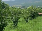 Satılır  torpaq 65 sot, photo 1 from 2