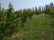 Satılır  torpaq 241 sot, Xaçmaz r., photo 6 from 8