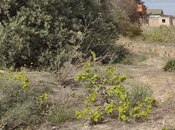 Satılır  torpaq 7.5 sot, Digah q., photo 5 from 8