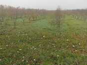 Elan №5856154 - Xaçmaz, Xaçmaz, 54 sot