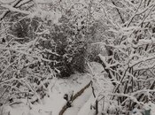 İcarəyə verilir 3 otaqlı həyət evi/bağ evi 65 m², photo 2 from 8