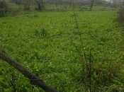 Satılır  torpaq 32 sot, Nardaran q., photo 1 from 4