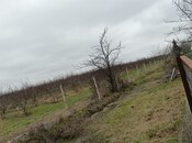 Продаётся  участок 34 сот, Хачмазский р., photo 5 from 8