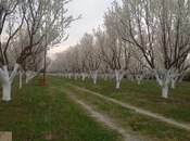 Elan №5858655 - Göyçay, Göyçay, 174 sot