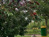 Satılır  torpaq 174 sot, photo 3 from 8