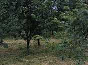 Продаётся  участок 132 сот, photo 3 from 8