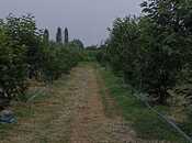 Elan №5859326 - Göyçay, Göyçay, 132 sot