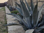 Продаётся 3-комн. дом/дача 60 м², пос. Геокмалы, photo 4 from 8