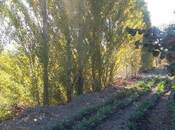 Satılır  torpaq 180 sot, Xaçmaz r., photo 6 from 8