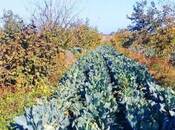 Satılır  torpaq 180 sot, Xaçmaz r., photo 3 from 8