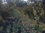 Satılır  torpaq 180 sot, Xaçmaz r., photo 2 from 8