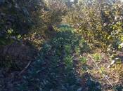 Satılır  torpaq 180 sot, Xaçmaz r., photo 5 from 8