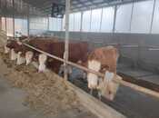 Satılır  obyekt 800 m², photo 4 from 7