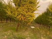 Объявление №5861544 - Исмаиллы, Исмаиллы, 1200 сот