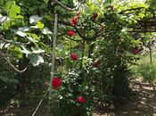 Объявление №5875385 - Сумгаит, Сумгаит, 4 сот