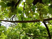 Продаётся  участок 4 сот, photo 4 from 6