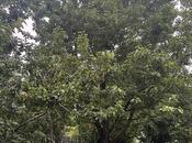 Продаётся  участок 10.5 сот, photo 7 from 7