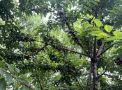 Продаётся  участок 10.5 сот, photo 6 from 7