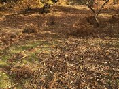 Satılır  torpaq 3 sot, photo 3 from 5