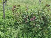 Продаётся  участок 5 сот, пос. Фатмаи, photo 3 from 4