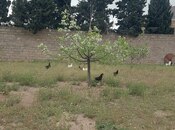 Объявление №5863844 - Баку, пос. Бина, 4.5 сот