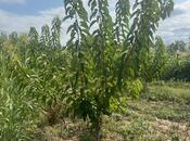 Продаётся  участок 122 сот, photo 2 from 8