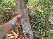 Продаётся  участок 122 сот, photo 5 from 8