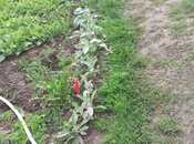 Satılır 1 otaqlı həyət evi/bağ evi 25 m², photo 5 from 8