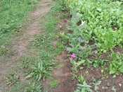 Satılır 1 otaqlı həyət evi/bağ evi 25 m², photo 4 from 8