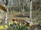 Satılır 3 otaqlı həyət evi/bağ evi 55 m², Biləcəri q., photo 2 from 8