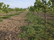 Elan №5864890 - Zaqatala, Zaqatala, 170 sot