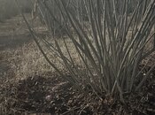 Объявление №5865499 - Баку, пос. Гала, 5.9 сот