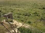 Объявление №5865759 - Баку, пос. Мамедли, 150 сот