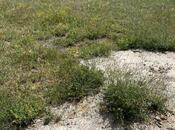 Продаётся  участок 5 сот, пос. Дюбенди, photo 6 from 7