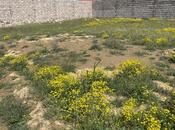 Продаётся  участок 5 сот, пос. Дюбенди, photo 5 from 7