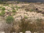 Продаётся  участок 5 сот, пос. Дюбенди, photo 6 from 6