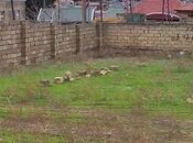 Объявление №5866242 - Баку, пос. Мамедли, 4.5 сот