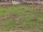 Продаётся  участок 4.5 сот, пос. Мамедли, photo 3 from 3