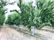 Satılır  torpaq 800 sot, photo 2 from 5