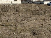 Elan №5867967 - Şəki, Şəki, 18 sot