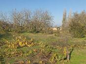 Satılır  torpaq 24 sot, Görədil q., photo 7 from 8