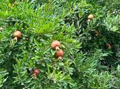 Продаётся 5-комн. дом/дача 200 м², пос. Мушфигабад, photo 6 from 8