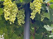 Продаётся 5-комн. дом/дача 200 м², пос. Мушфигабад, photo 5 from 8