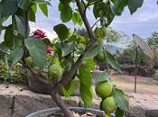 Продаётся  участок 12 сот, photo 8 from 8