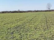 Satılır  torpaq 500 sot, photo 2 from 3