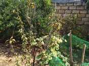 Satılır  torpaq 2 sot, Xocəsən m., photo 8 from 8