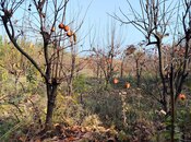 Продаётся  участок 30 сот, photo 2 from 2